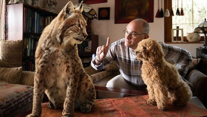 Vadon élő állatok özönlötték el az ismert emberek otthonait